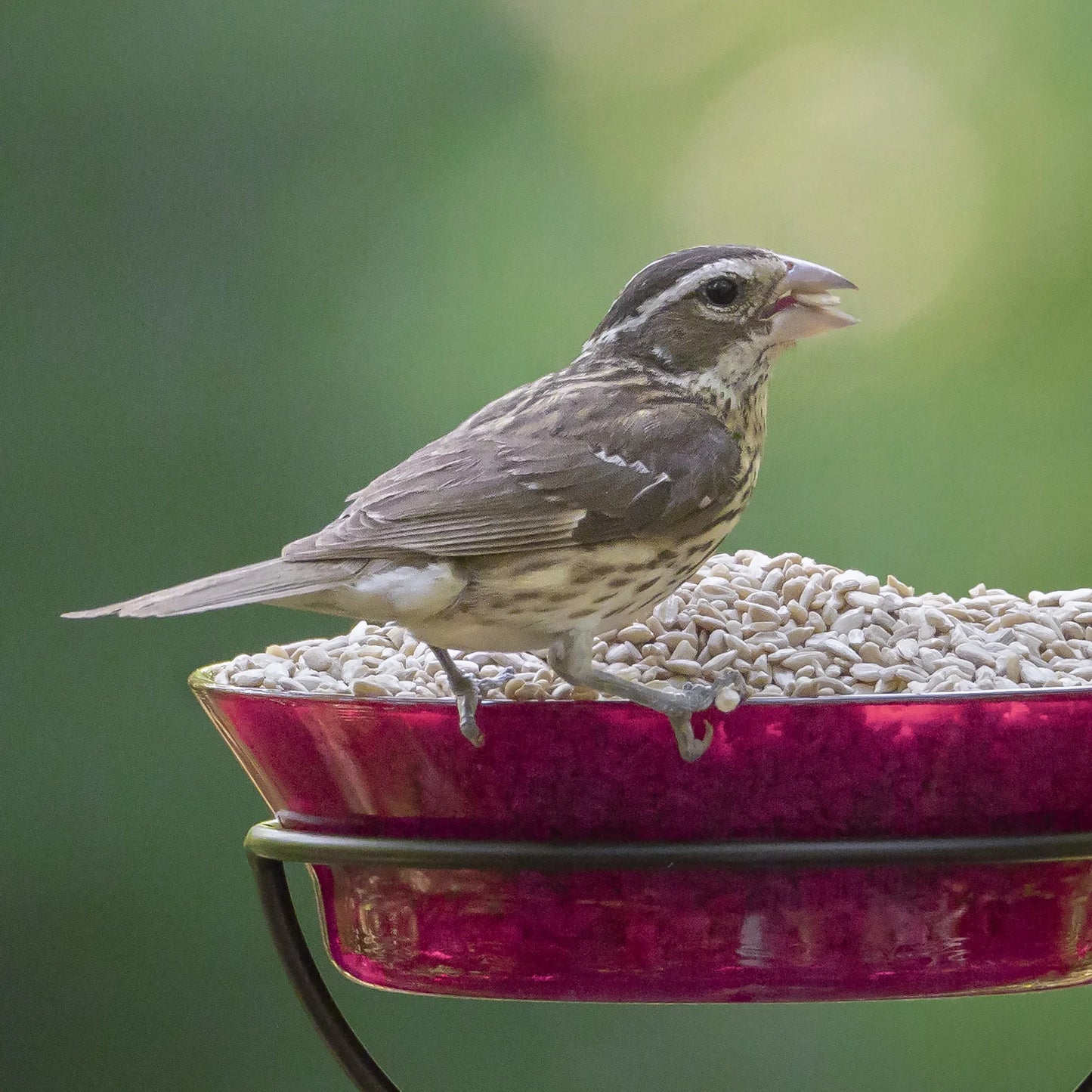 (2 Pack) Sunflower Hearts Dry Wild Bird Food, 15 Lb Bag