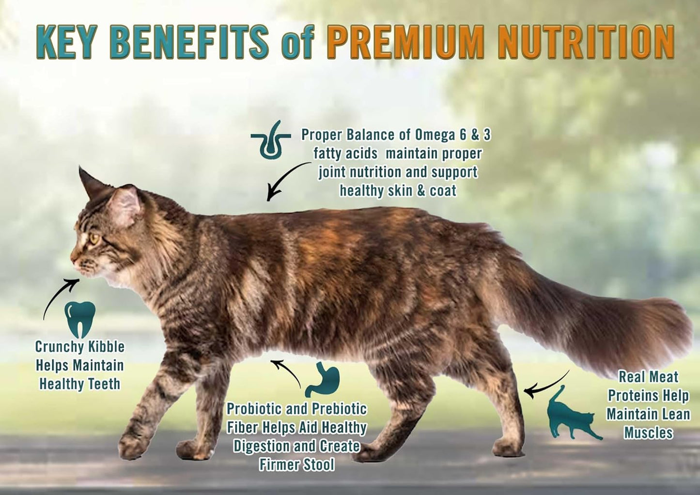 Classic Dry Kitten Food, Chicken, Brown Rice & Pea Recipe, 12 Pound Bag | Soy, Corn & Wheat Free, No Artificial Flavors or Preservatives